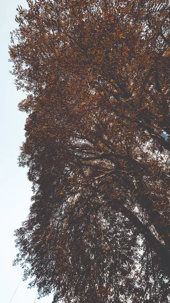 Beautiful street with trees — Stock Photo, Image