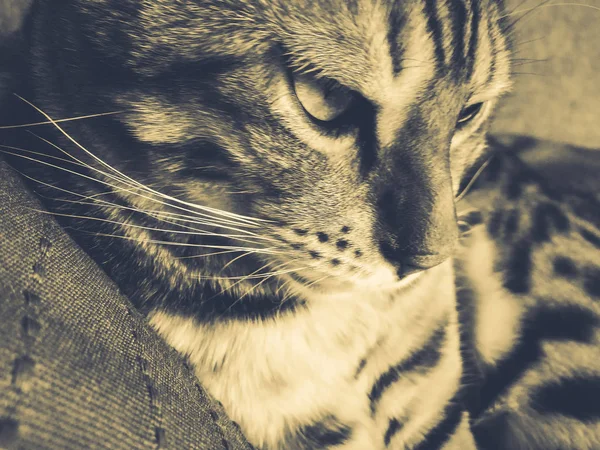 Όμορφη Βεγγαλικό γάτα με μεγάλα μάτια — Φωτογραφία Αρχείου