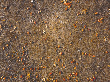 çim üzerinde meşe palamudu