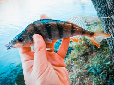 balıkçı bir balık tutuyor