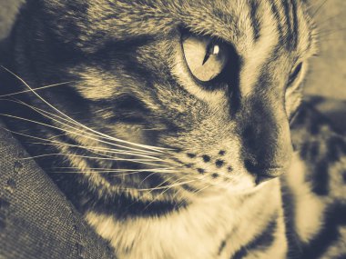 iri gözlü güzel Bengalli kedi