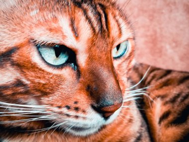 iri gözlü güzel Bengalli kedi