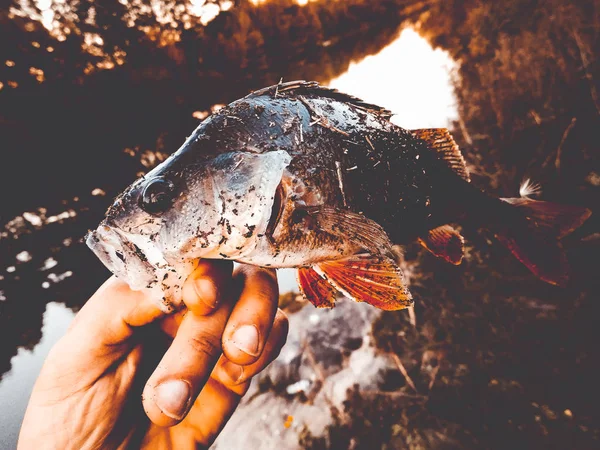 Rybář se drží rybu — Stock fotografie