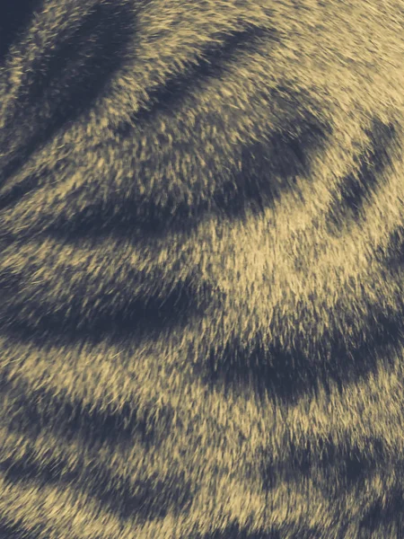Haare einer Bengalkatze — Stockfoto