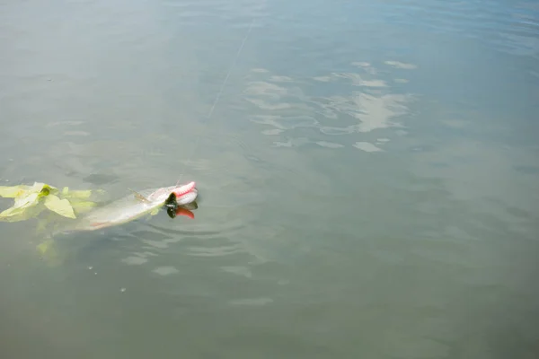 Trout fishing on the lake — Stock Photo, Image