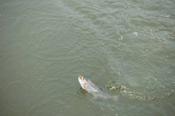 Pesca de truchas en el lago — Foto de Stock