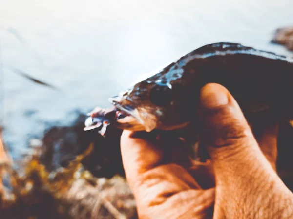 Il pescatore tiene in mano un pesce — Foto Stock