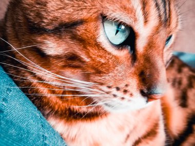 iri gözlü güzel Bengalli kedi