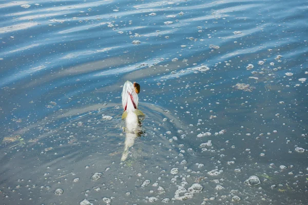 Pêche Brochet Sur Les Bancs Oscillation — Photo