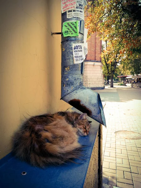 Straßenkatze in der Nähe des Abflussrohres — Stockfoto