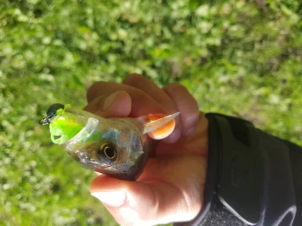 Zanderfischen Auf Dem Fluss — Stockfoto