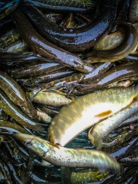 Bir balıkçı tema arka plan