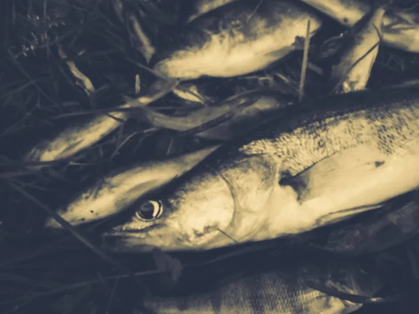 Peixe capturado na grama — Fotografia de Stock