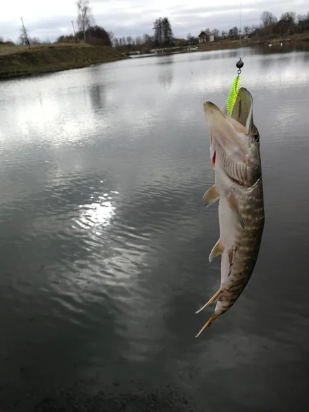 Pesca Lucio Lago —  Fotos de Stock