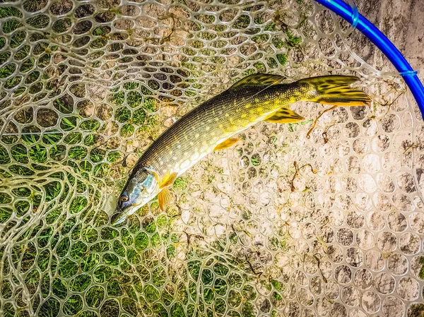 Pesca no lago — Fotografia de Stock