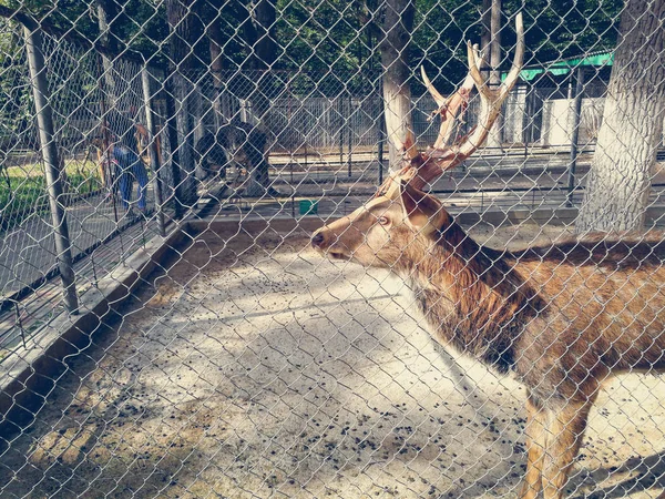 Deer in the enclosure — Stock Photo, Image