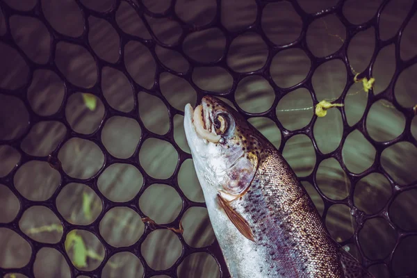 Pesca da truta no lago — Fotografia de Stock