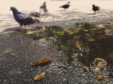 Parktaki güvercinler