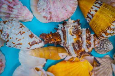 Mavi arka planda deniz kabukları