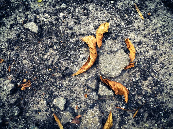 Broken asphalt with dry leaves — Stock Photo, Image