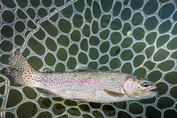 Gebied Vissen Forel Close — Stockfoto