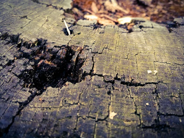 Decayed stump top view — Stock Photo, Image