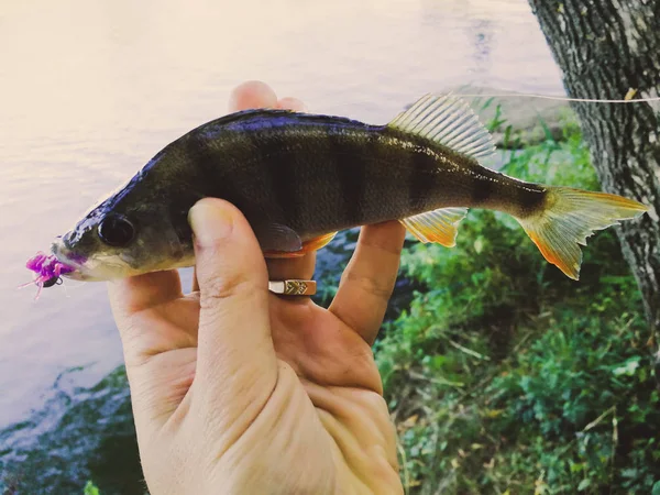 Le pêcheur tient un poisson — Photo