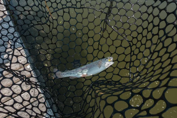 Pesca da truta no lago — Fotografia de Stock