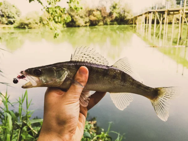 Gefangen Fisch in der Hand auf einem See — Stockfoto