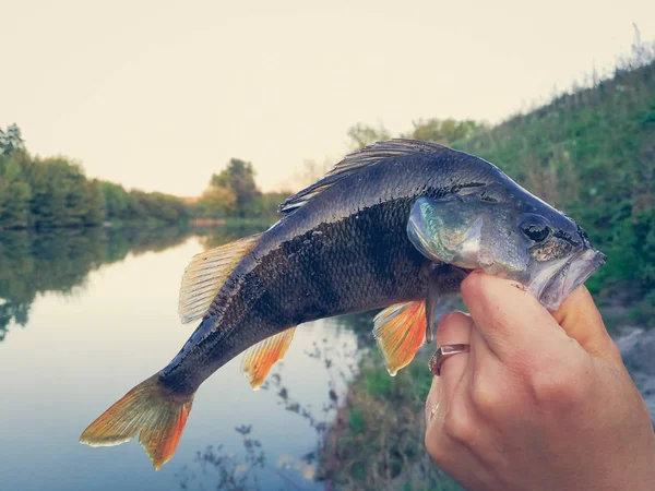 Balıkçı bir balık tutuyor — Stok fotoğraf