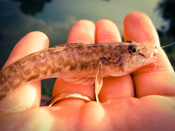 Caught fish in a hand on a lake — Stock Photo, Image