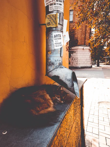 Street cat near the drainpipe — Stock Photo, Image