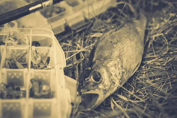Koncept Rybolovu Náčiní Rybářský Prut Ryby Trávě — Stock fotografie