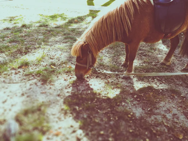 Pony op het gazon in de zomer — Stockfoto