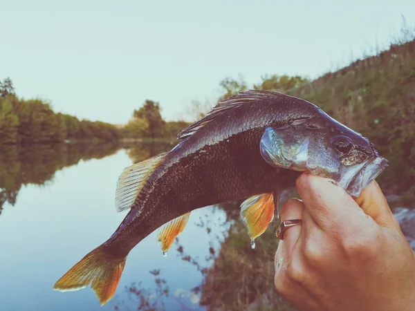 Il pescatore tiene in mano un pesce — Foto Stock