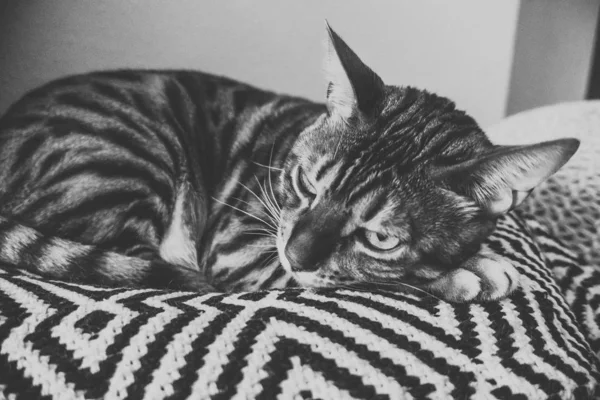 Bengálská Kočka — Stock fotografie