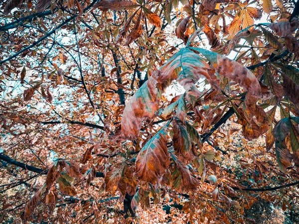 Folhas amareladas de castanha — Fotografia de Stock