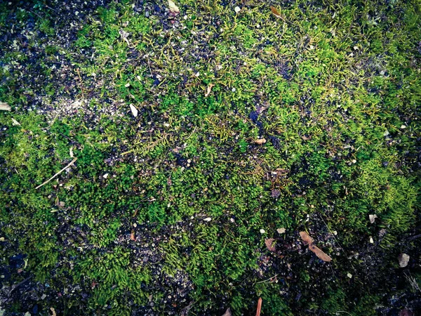 Мокрый мох — стоковое фото