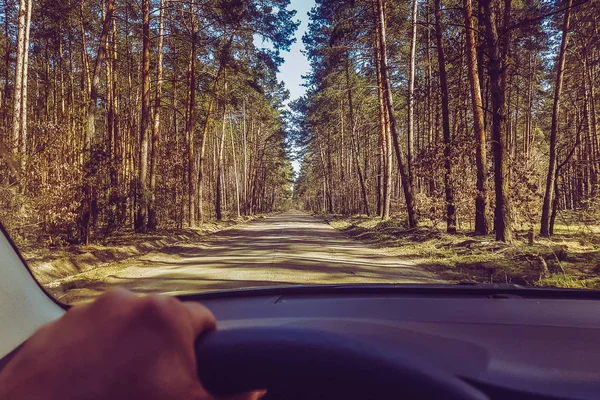 Beautiful Forest Road Sunny Day — Stock Photo, Image