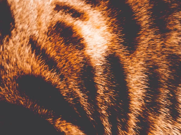 Cabelo de um gato de Bengala — Fotografia de Stock