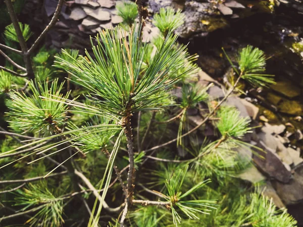 Un ramo di pino su un albero — Foto Stock