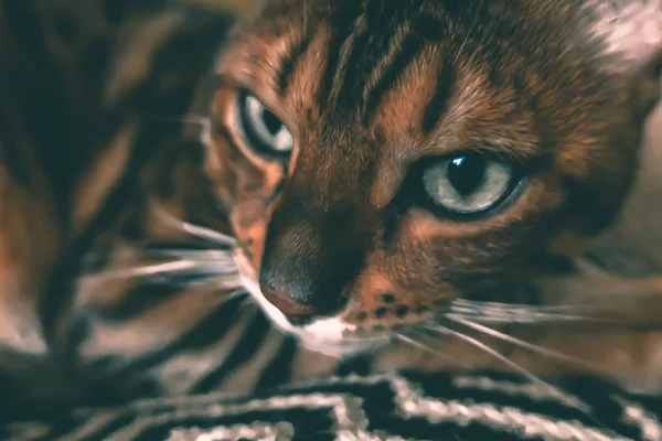 Gato Bonito Bengala — Fotografia de Stock