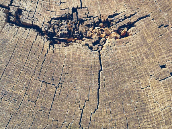 Felled tree top view — Stock Photo, Image
