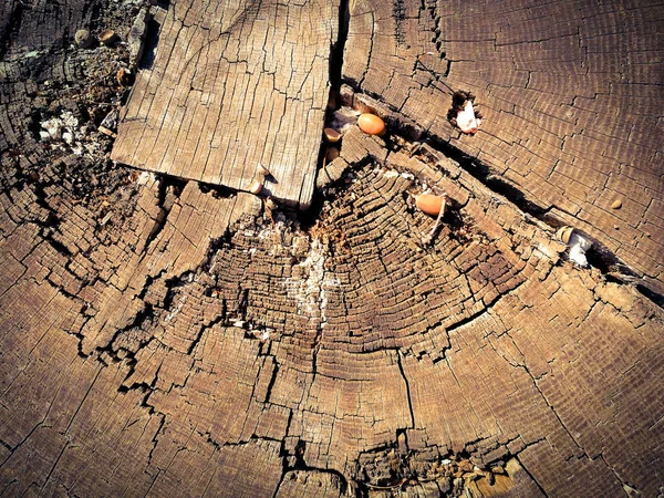 Felled tree top view — Stock Photo, Image