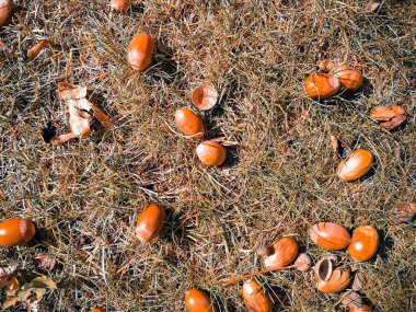 çim üzerinde meşe palamudu