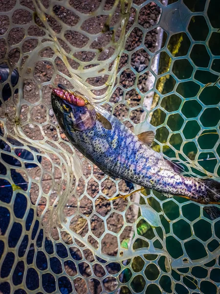 Antecedentes sobre um tema de pesca — Fotografia de Stock