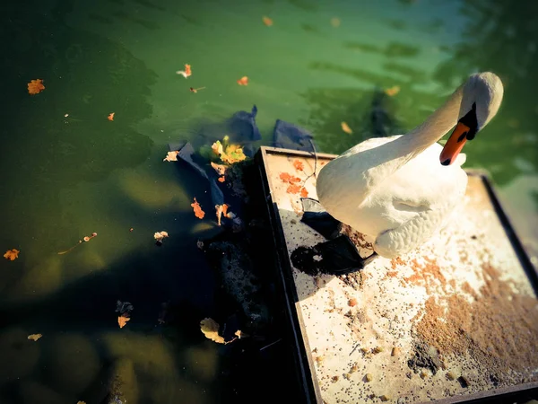 Cisne blanco en un estanque —  Fotos de Stock