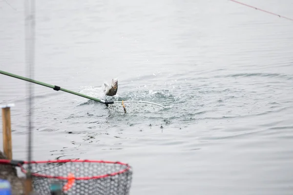 Trout fishing on the lake — Stock Photo, Image