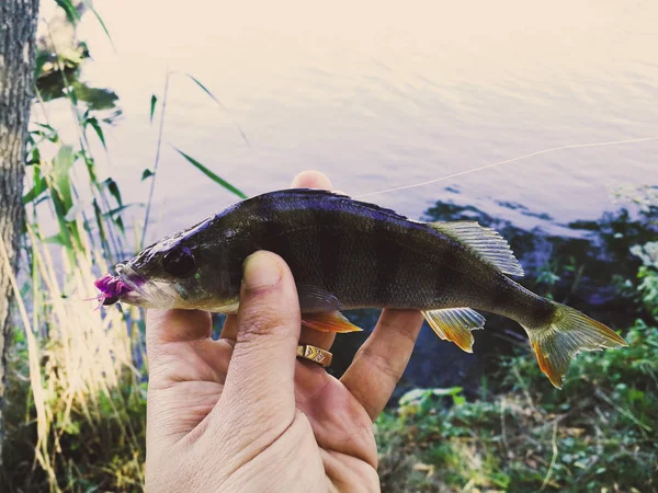 El pescador está sosteniendo un pez —  Fotos de Stock