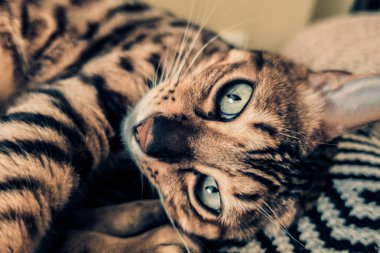 Bengal'in sevimli kedisi